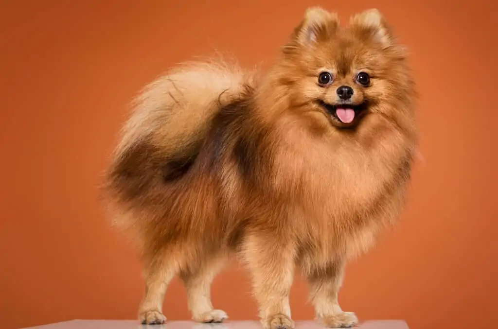 Pomeranac 2 Pomeranac Pomeranian