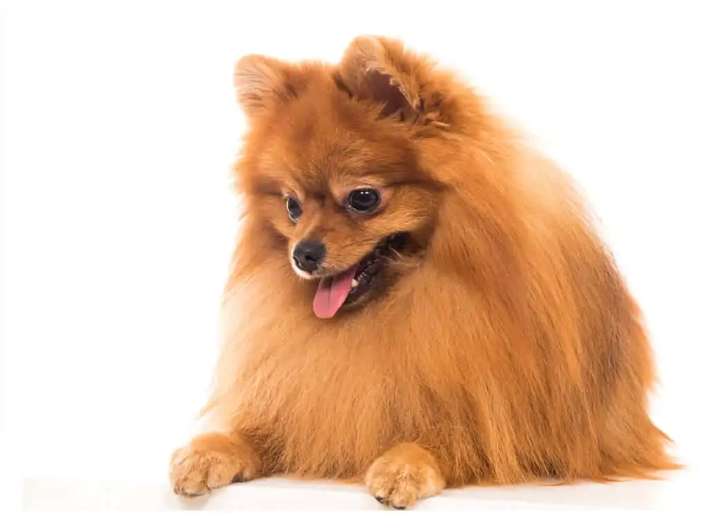 Pomeranac 3 Pomeranac karakter