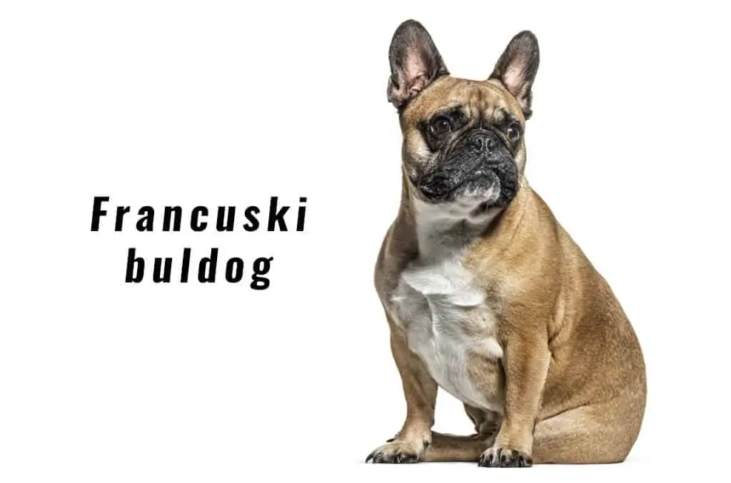 Francuski buldog 1 francuski buldog