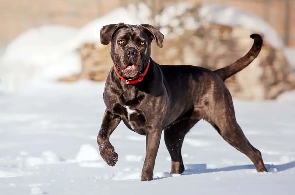 JE LI CANE CORSO PRAVI ZA MENE? 3 CANE CORSO PRAVI ZA MENE