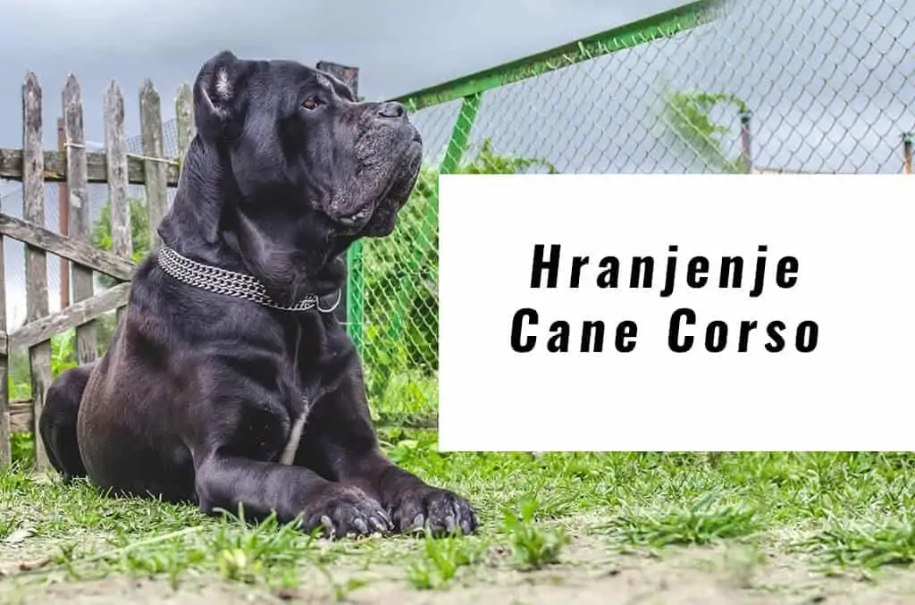 Cane Corso hranjenje 1 Cane Corso hranjenje