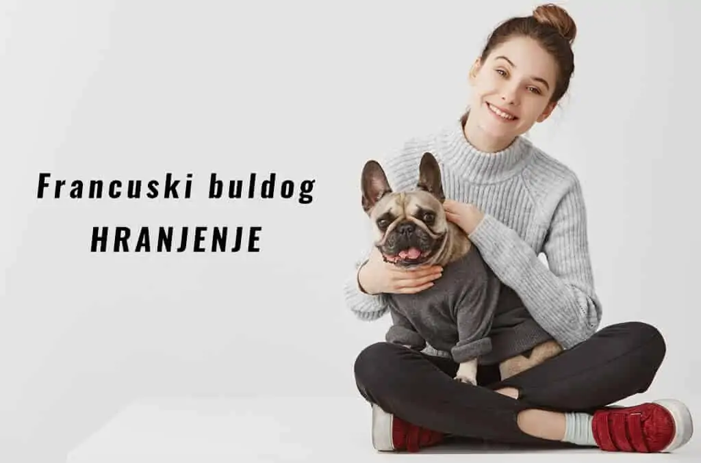 Francuski buldog hranjenje 1 Francuski buldog hranjenje