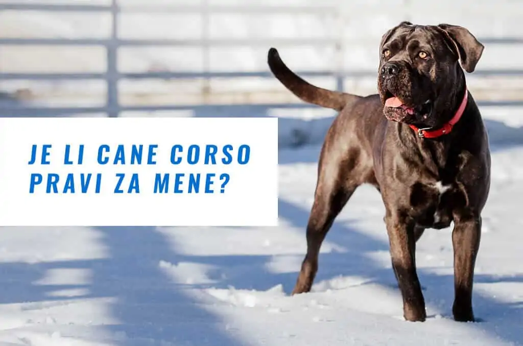 JE LI CANE CORSO PRAVI ZA MENE? 1 JE LI CANE CORSO PRAVI ZA MENE