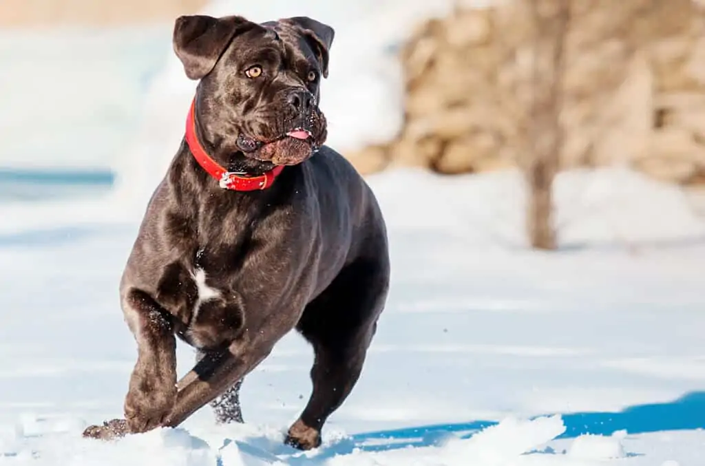 JE LI CANE CORSO PRAVI ZA MENE? 2 cane corso pasmina pasa