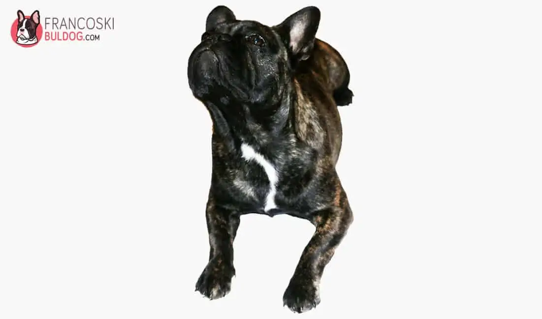 Francuski buldog hranjenje 2 francuski buldog hrana