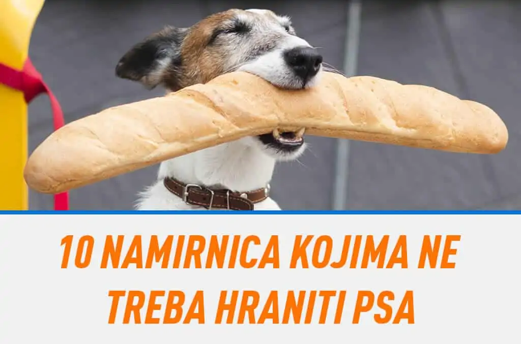 10 namirnica kojima ne treba hraniti psa 1 10 namirnica kojima ne