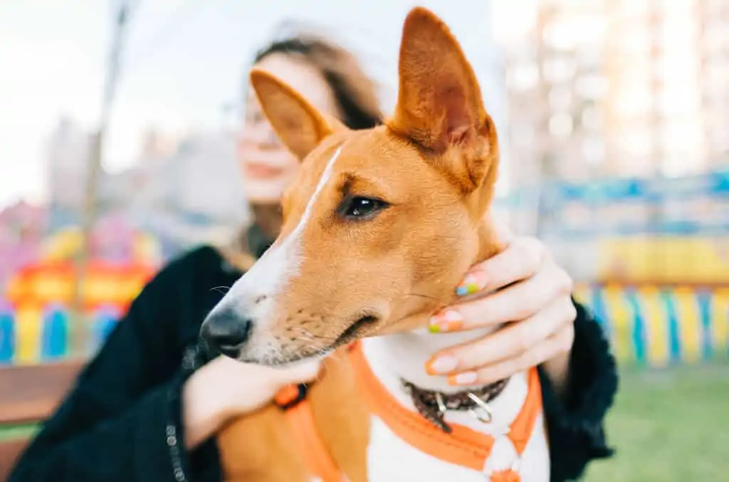 Basenji 4 Basenji pas