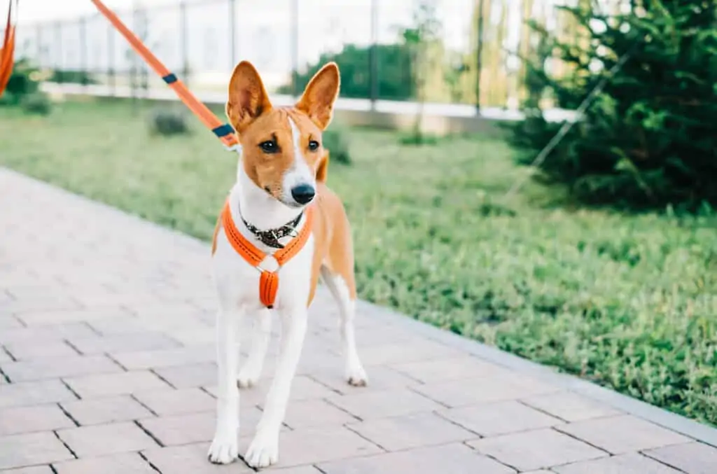 Basenji 2 Basenji pasmina pasa