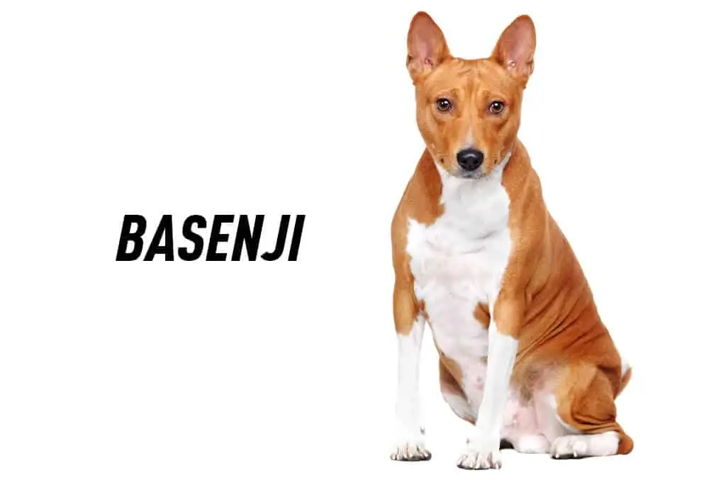 Basenji 1 Basenji