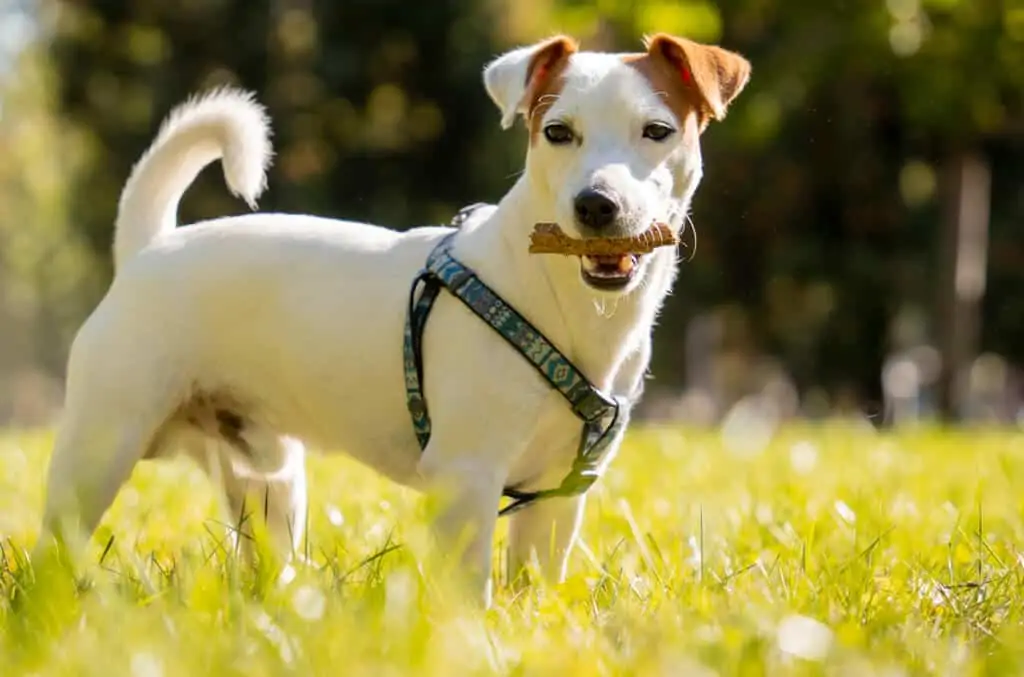 Jack russell 3 Jack russell hrvatska