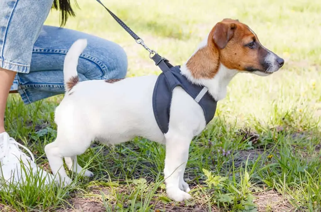 Jack russell 2 Jack russell pasmina