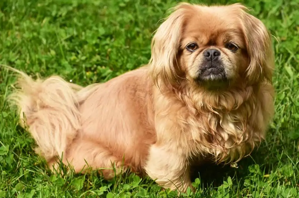 Pekinezer 3 Pekingese pasmina pasa