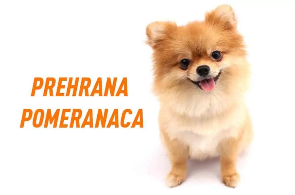 Pomeranac hranjenje – Savjeti za brigu o zdravlju 1 Pomeranac hranjenje