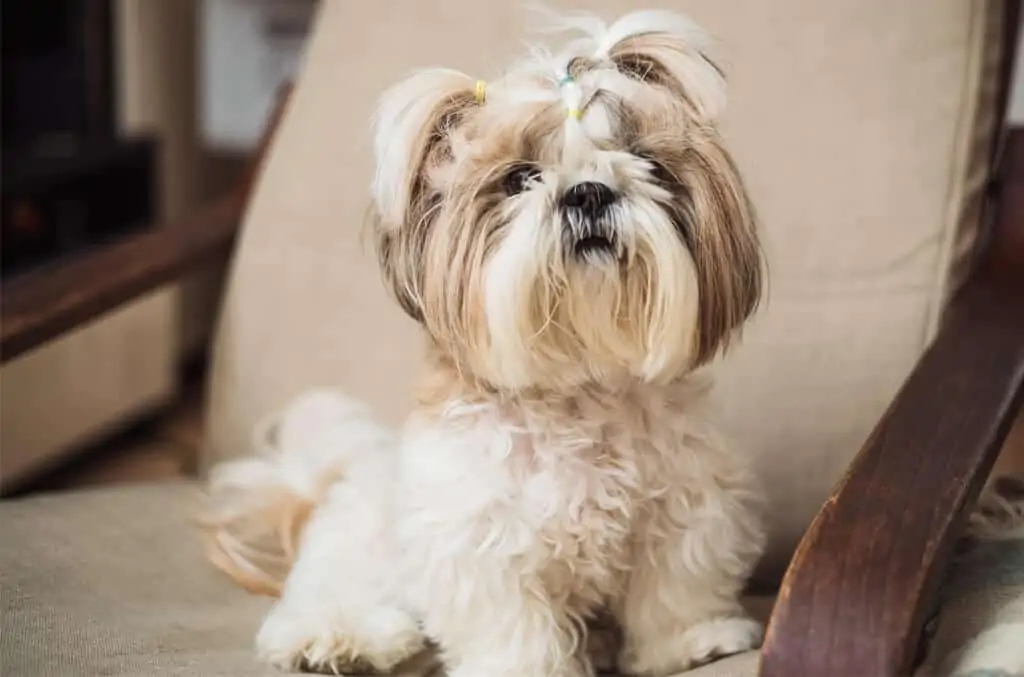 Shih tzu 3 Shih tzu pasmina pasa
