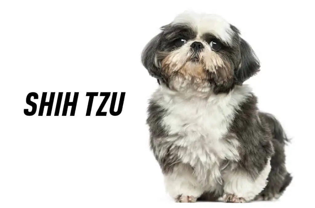 Shih tzu 1 Shih tzu pasmina pasa