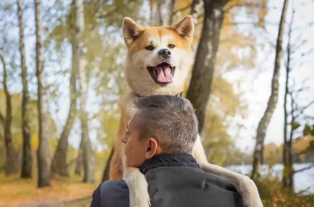 Akita 4 akita inu pas