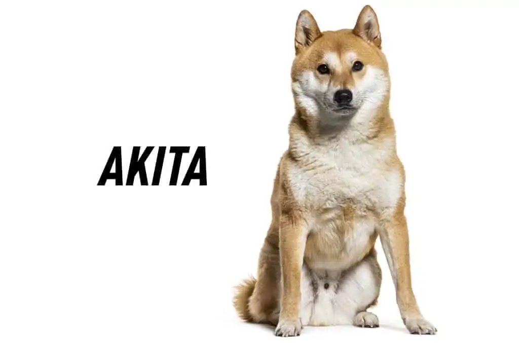 Akita 1 akita