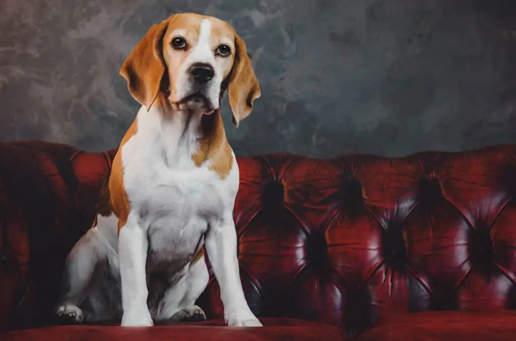 Bigl 2 beagle pasmina