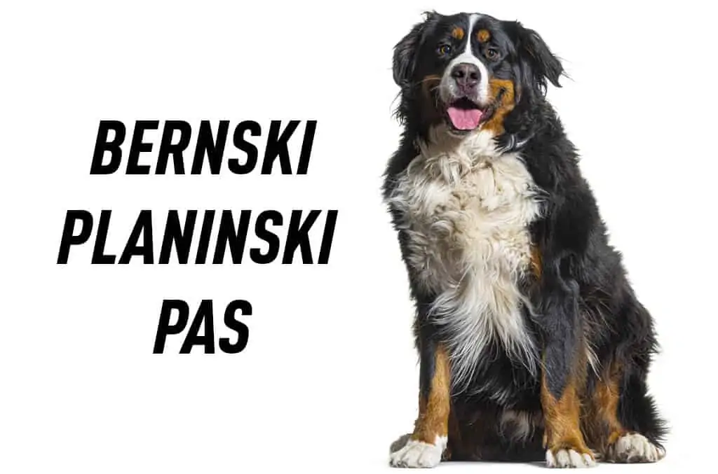 Bernski planinski pas 1 bernski planinski pas