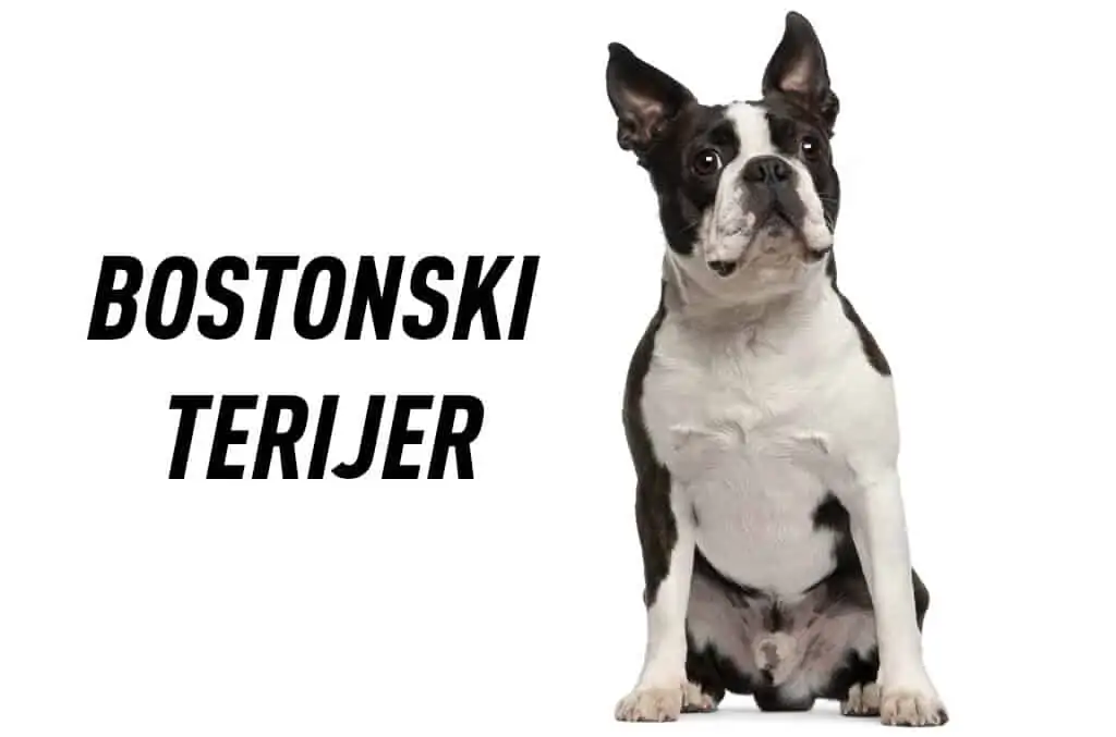 Bostonski terijer 1 bostonski terijer