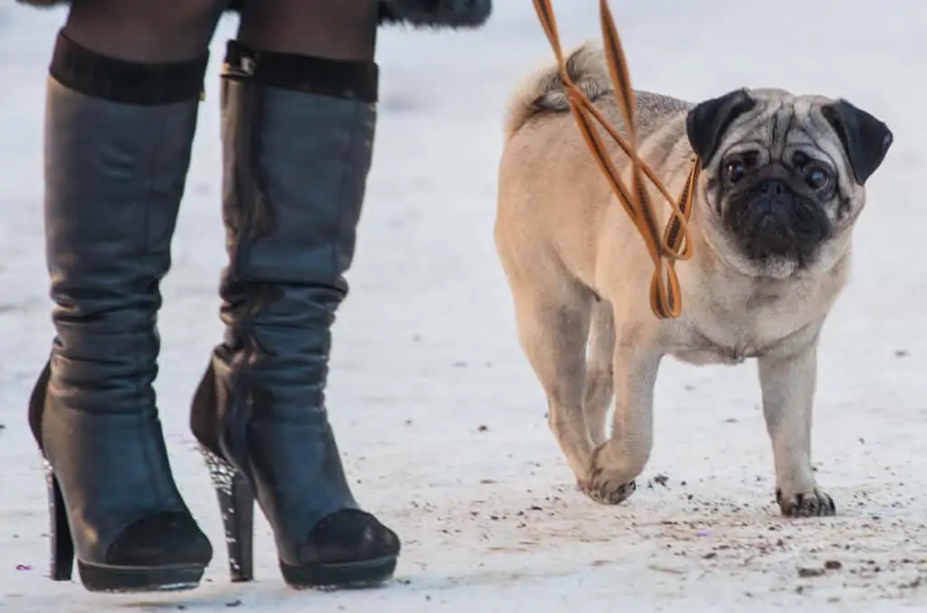 Mops 3 mops pas