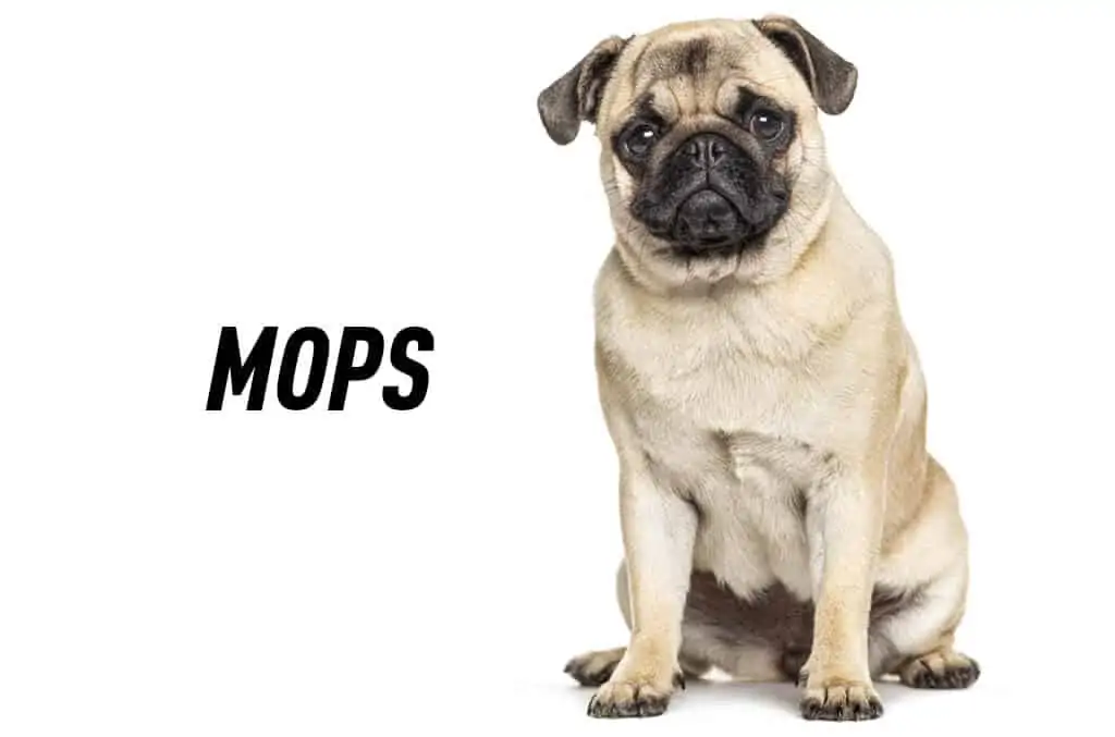 Mops 1 mops