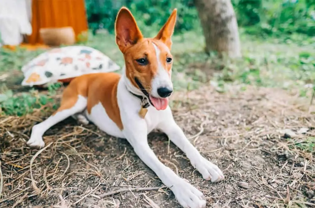 Basenji 5 pas Basenji