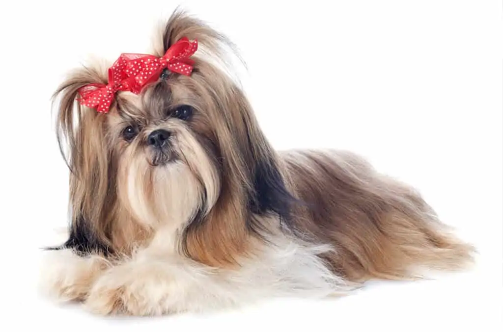 Shih tzu 2 pasmina Shih tzu