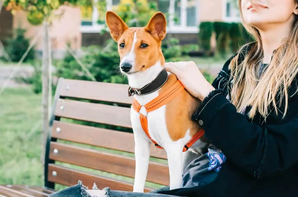 Basenji 3 pasmina pasa Basenji