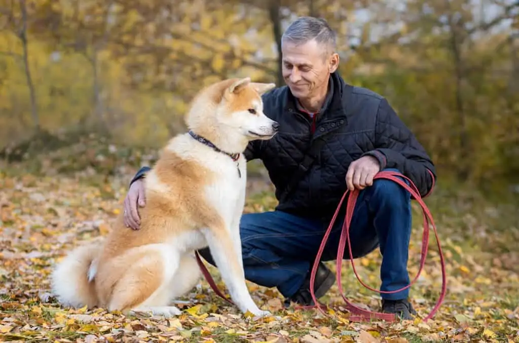 Akita 2 pasmina pasa akita