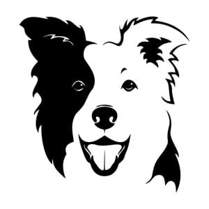 Naljepnica za auto border collie
