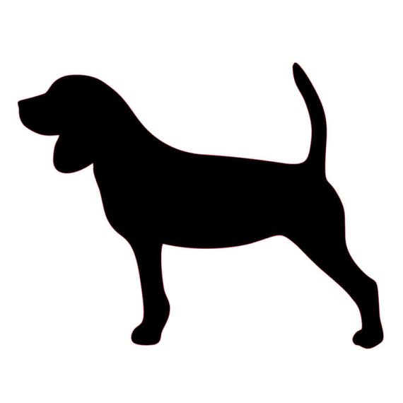 Adesivo beagle per auto