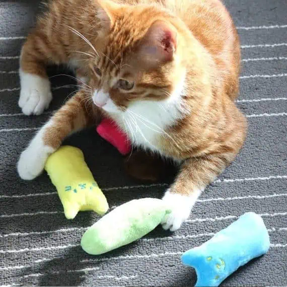 mačja igrača za zobe