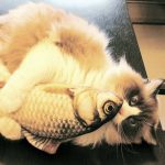 mačja igračka kjer se mačka igra z igračo ribo krap