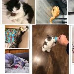 reference za mačje igrače