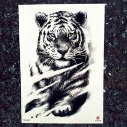 Začasni tattoo osredotočeni tiger