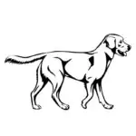Avto nalepka Labradorec