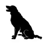 Border collie sedi