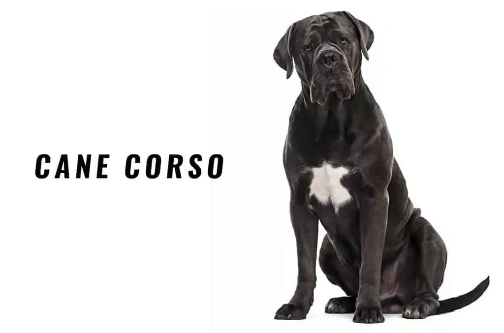 Cane Corso 7 Cane Corso