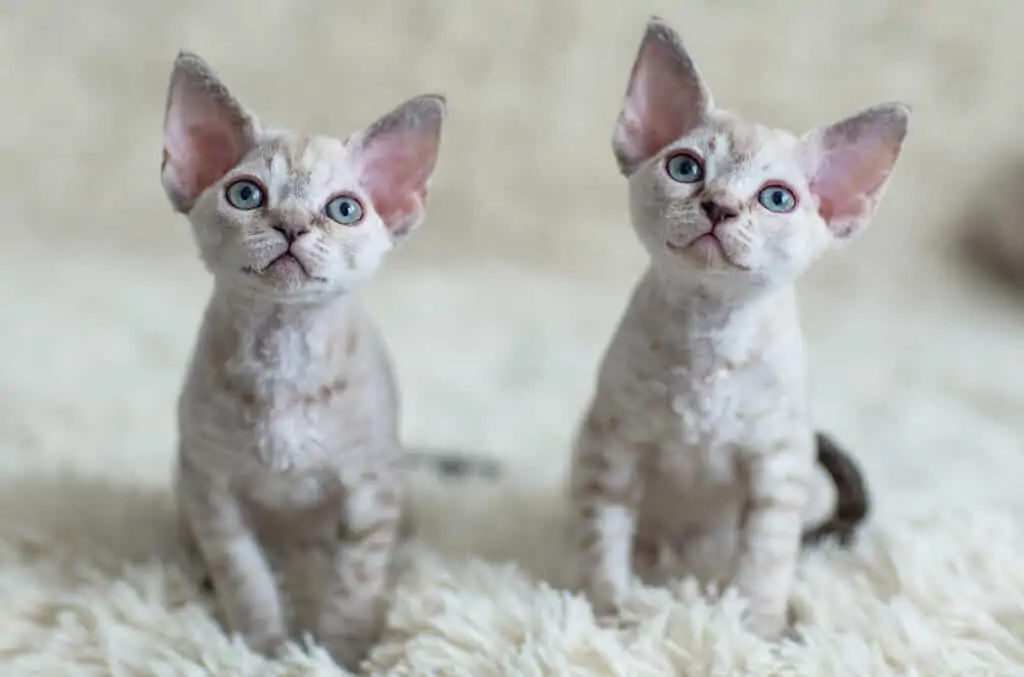 Devon rex mački