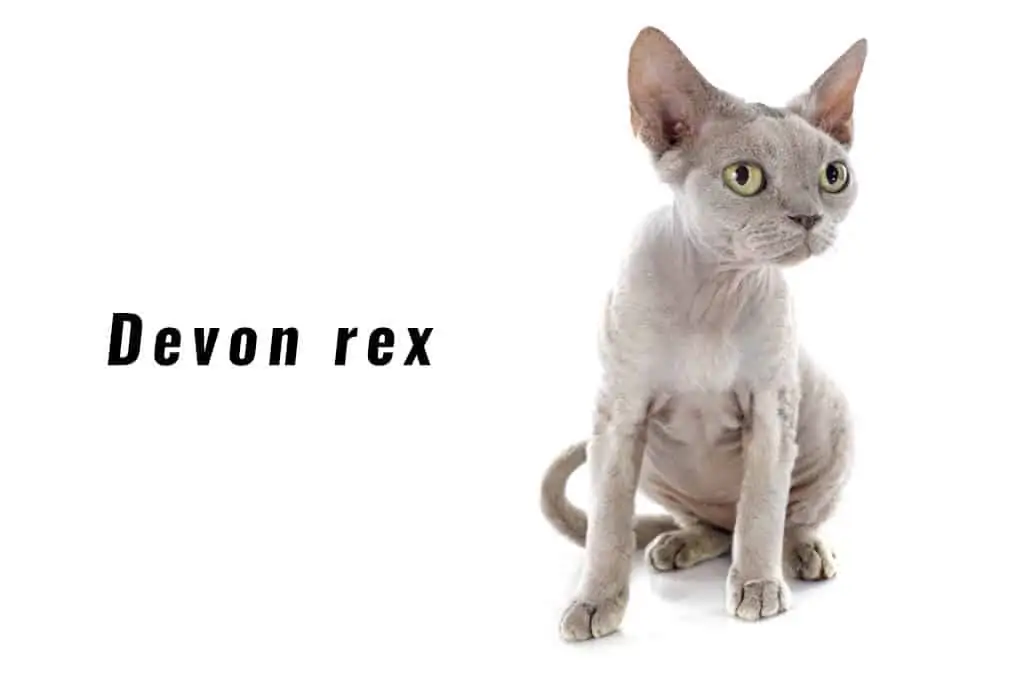 Devon rex