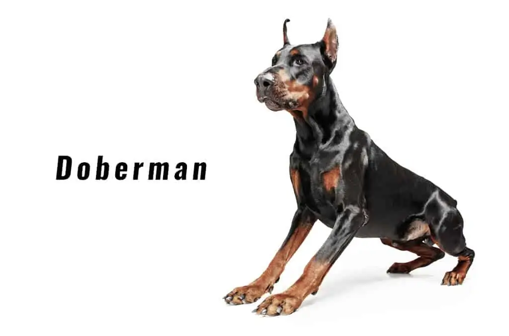 Doberman 6 Doberman