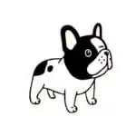 Francoski buldog stoji
