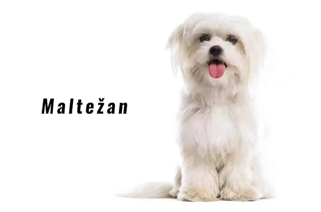 Maltežan 5 Maltežan