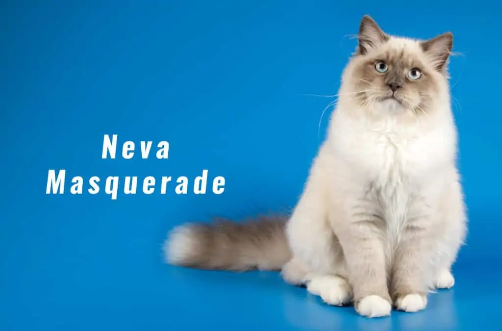Neva Masquerade