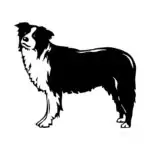 Pes border collie