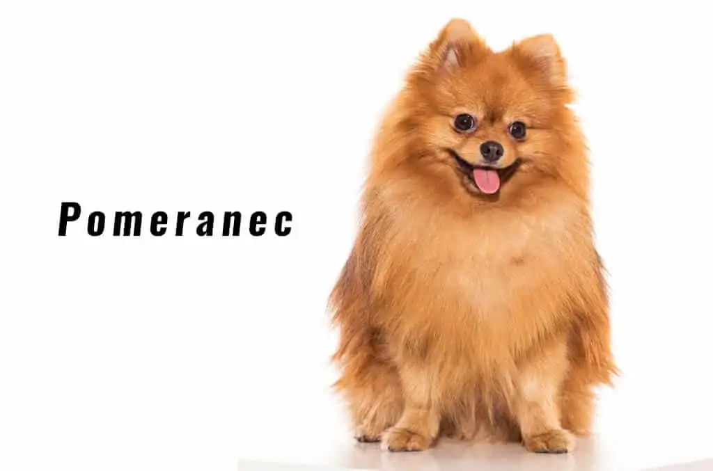 Pomeranec 4 Pomeranec