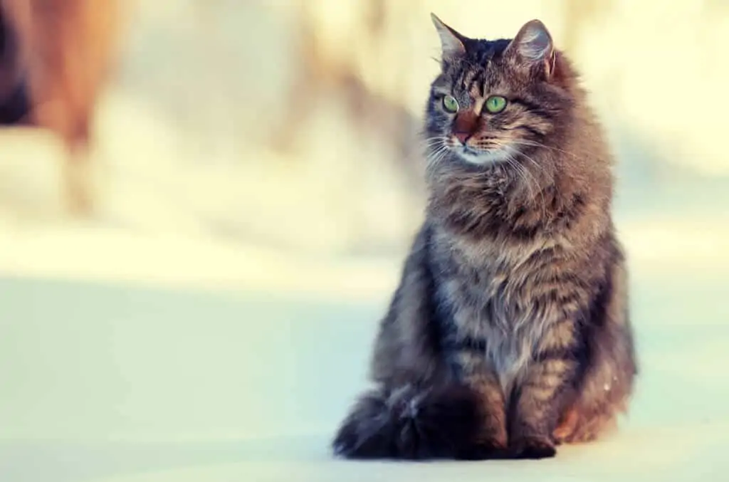 Sibirska mačka sibirian cat