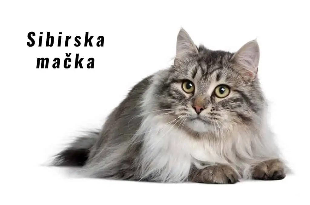 Sibirska mačka