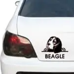 avto nalepka beagle z napisom
